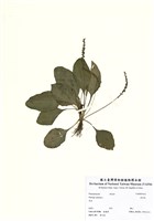 藏品(車前草)的圖片